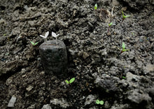 Load image into Gallery viewer, Tiny Silver Leafy Shoots sprout Stud Earrings, growing and pushing through the earth.